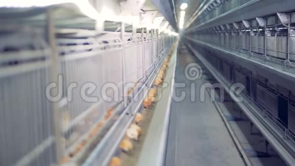 小鸡吃谷物而cmera从一个笼子移动到另一个笼子4K视频的预览图