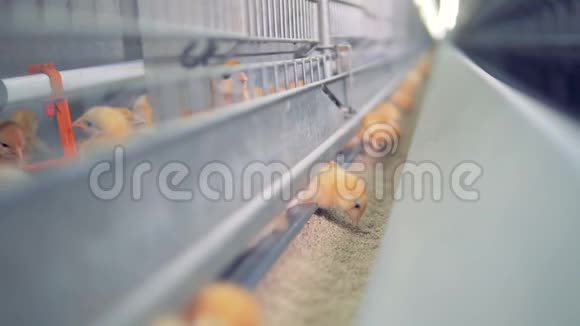 小鸡在农场吃和喝水关门视频的预览图