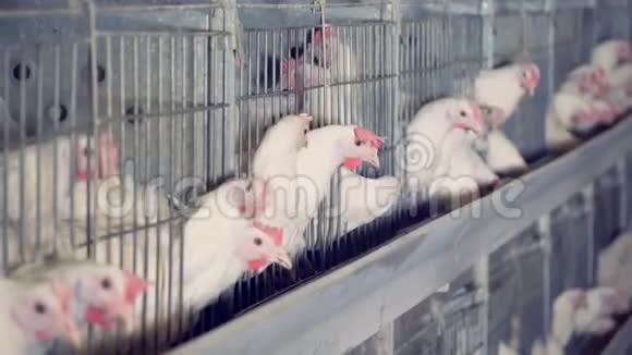 鸡在家禽餐关门视频的预览图