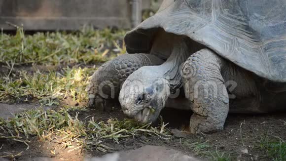 加拉帕戈斯巨龟吃草黑龙龟视频的预览图
