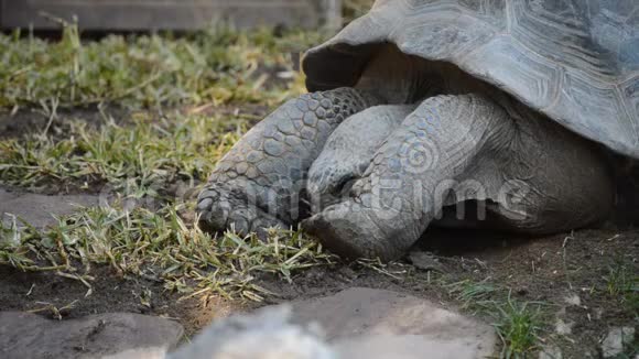 加拉帕戈斯巨龟吃草黑龙龟视频的预览图