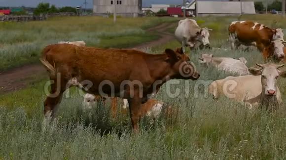 乡下牧场上的红牛视频的预览图