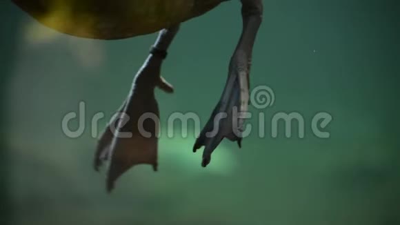 鸭腿在水下游泳视频的预览图