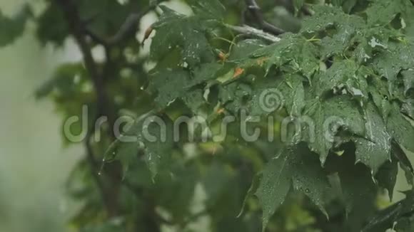 雨天的背景雨滴从天空倾泻到树叶上视频的预览图