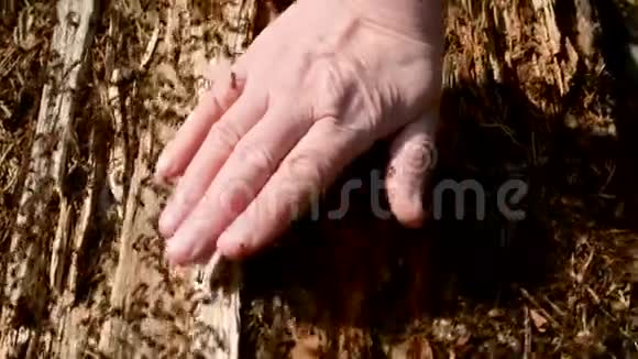 人在摸红林木蚁巢手里满是咬蚂蚁视频的预览图