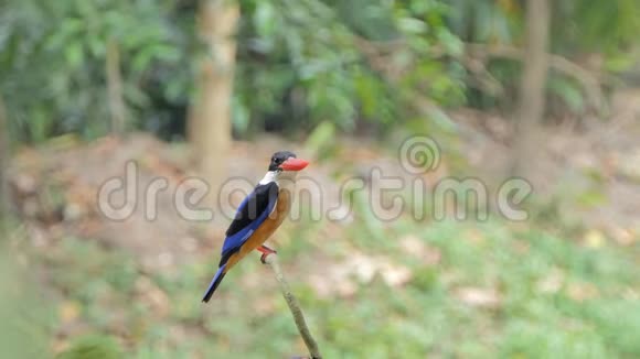 黑冠翠鸟在热带雨林中捕捉昆虫视频的预览图
