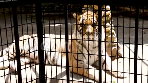 在动物园笼子里休息的大只漂亮的老虎视频的预览图