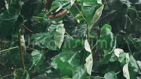 热带森林的大雨视频的预览图
