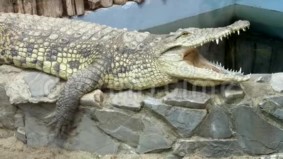 动物园里的两只大鳄鱼视频的预览图