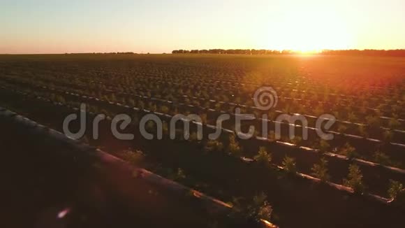 草莓地令人惊叹的日落视频的预览图