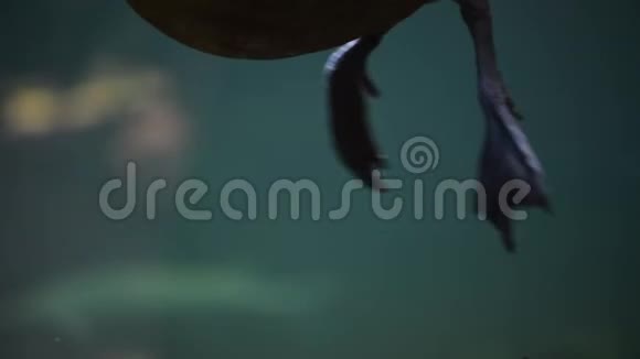 鸭腿在水中游动视频的预览图