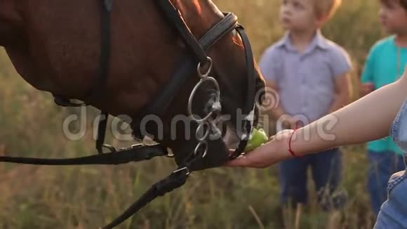 一个大家庭给马喂苹果视频的预览图