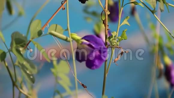 紫色豌豆花绿叶在外面聚焦蓝色背景视频的预览图