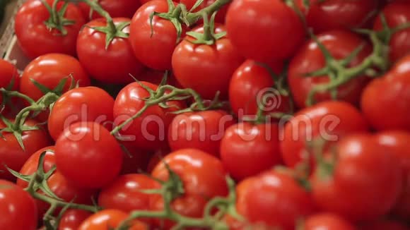 红色的成熟番茄视频的预览图
