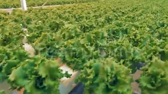 在宽敞的绿色植物中生长的生菜丛的顶部景观生态食品概念视频的预览图