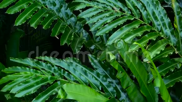 美丽的绿叶在热带丛林热带雨林的风中飘扬视频的预览图