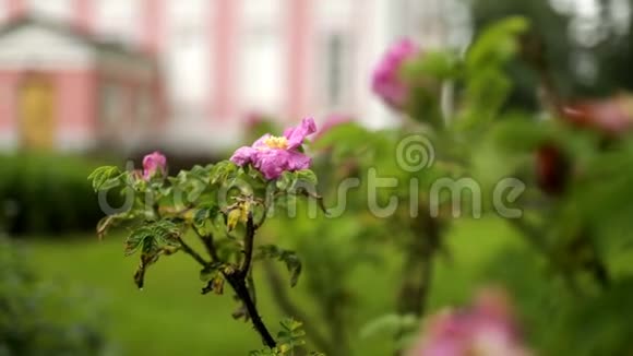野玫瑰灌木上的粉红色花朵视频的预览图