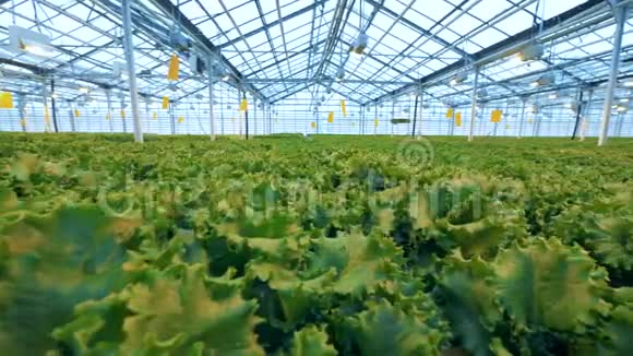 一个温室里的巨大的生菜种植园工业蔬菜生产采用滴灌的现代生态生产视频的预览图