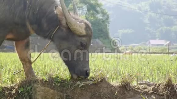在绿色的热带丘陵背景下年轻的水牛用绳子拴在草地上特写镜头4k视频的预览图
