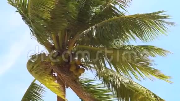 在晴朗的天空背景上有成熟椰子的绿色棕榈树椰子棕榈树在夏日海滩的海风中挥舞视频的预览图
