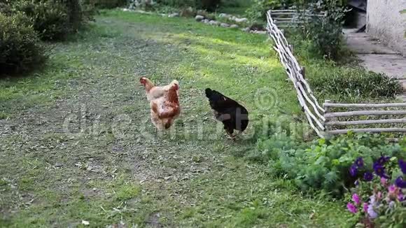 公鸡和鸡在草地上散步视频的预览图