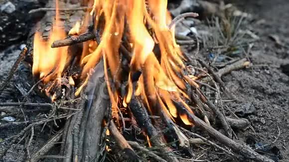 户外木林篝火打嗝视频的预览图