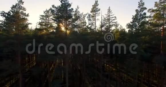 日落时在松林中的树木上鸟瞰阳光一包2件视频的预览图