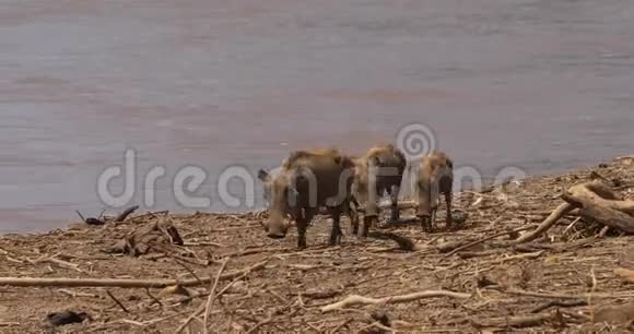Warthogphacochoerusaethiopicus河附近的成人和青少年肯尼亚的桑布鲁公园视频的预览图