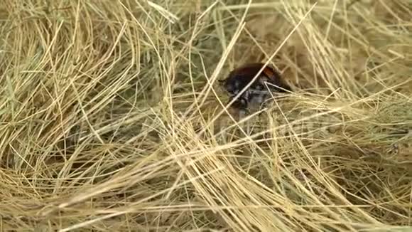 蟑螂在干草和木屑上爬行绿色屏幕视频的预览图