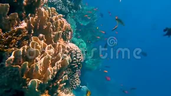 五彩缤纷的热带鱼和美丽的珊瑚视频的预览图