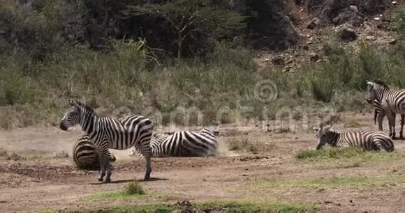 GrantSZebraequusburchelliboehmi成人有灰尘浴肯尼亚内罗毕公园视频的预览图