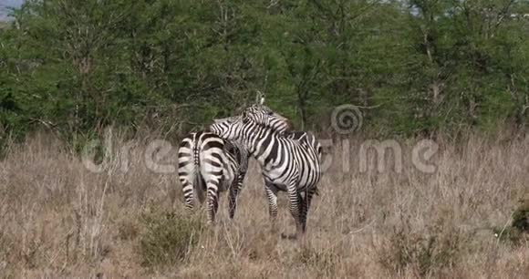 GrantSZebraequusburchelliboehmiGrooming肯尼亚内罗毕公园视频的预览图
