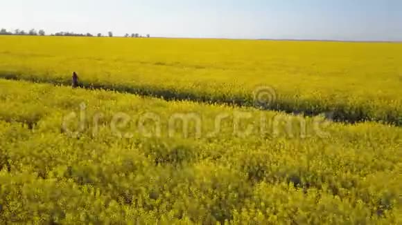 空中在一个阳光明媚的日子里一个美丽的女孩在黄色的田野里奔跑头发被风挥了挥手视频的预览图