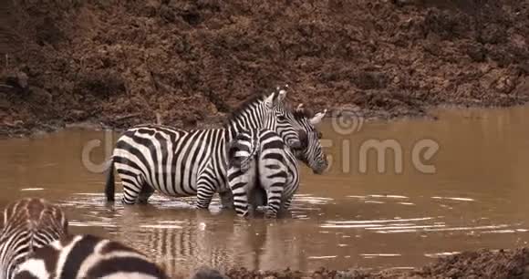 GrantSZebraequusburchelliboehmi肯尼亚内罗毕公园Waterhole小组视频的预览图