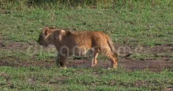 非洲狮子豹狮子幼崽步行马赛马拉公园在肯尼亚R视频的预览图