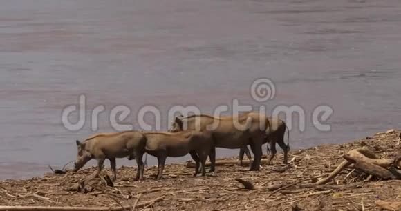 Warthogphacochoerusaethiopicus河附近的成人和青少年肯尼亚的桑布鲁公园视频的预览图