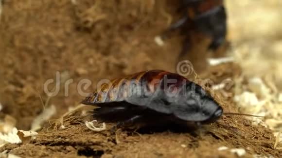 两只马达加斯加蟑螂在锯屑中蠕动快关门黑色背景视频的预览图