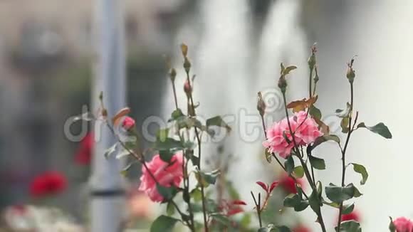 喷泉附近的城市广场上美丽的粉红色红玫瑰阳光明媚的夏日微风动感的场景色调的视频视频的预览图