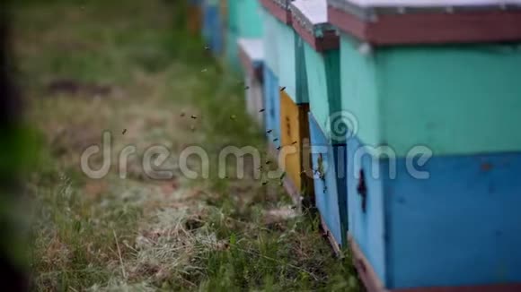高清蜜蜂飞来飞去蜂箱入口处蜂群视频的预览图