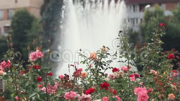 喷泉附近的城市广场上美丽的粉红色红玫瑰阳光明媚的夏日微风动感的场景色调的视频视频的预览图