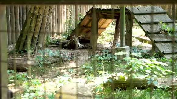 动物园笼子里懒洋洋的芝士视频的预览图
