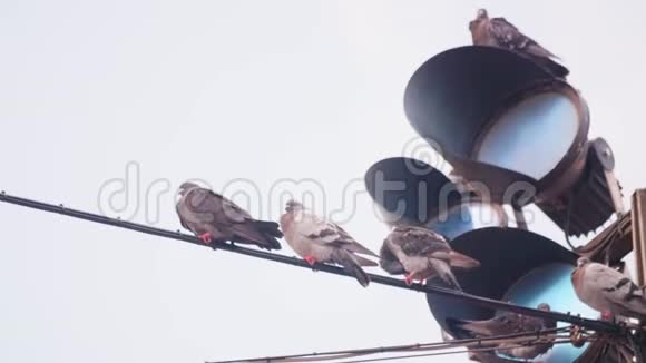 交通灯前鸽子坐在电线上视频的预览图