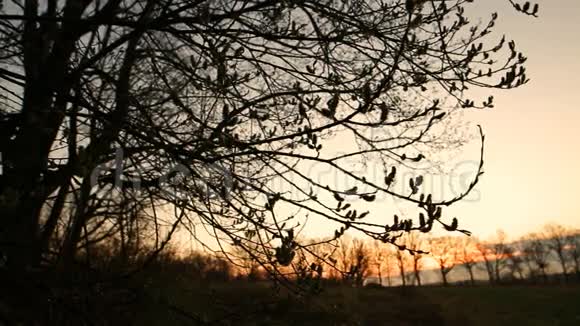 春天黎明时的一棵大树视频的预览图