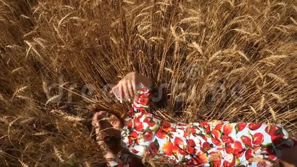 穿着我的衣服的女士躺在阳光下的麦子里视频的预览图
