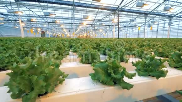 温室里小莴苣灌木的慢镜头现代农业自动化种植黄瓜视频的预览图