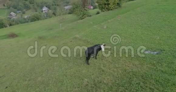 鸟瞰穿越喀尔巴阡山在牛身上低而慢地飞行视频的预览图