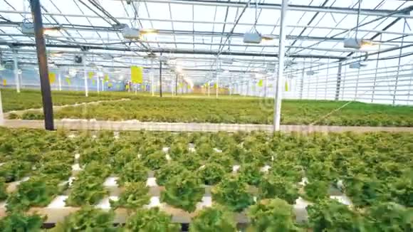 洒满盆栽生菜的温室视频的预览图