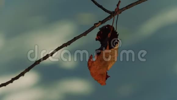 枝干上的干褐色叶子视频的预览图