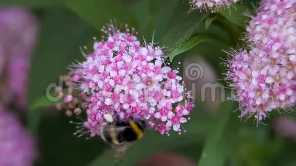 绣线菊粉科落叶观赏灌木大黄蜂转视频的预览图