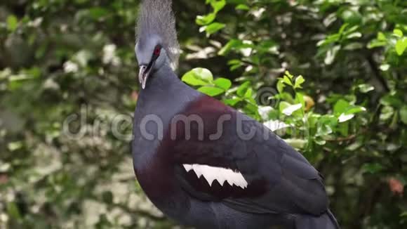 维多利亚皇冠鸽子Goura维多利亚鸟视频的预览图